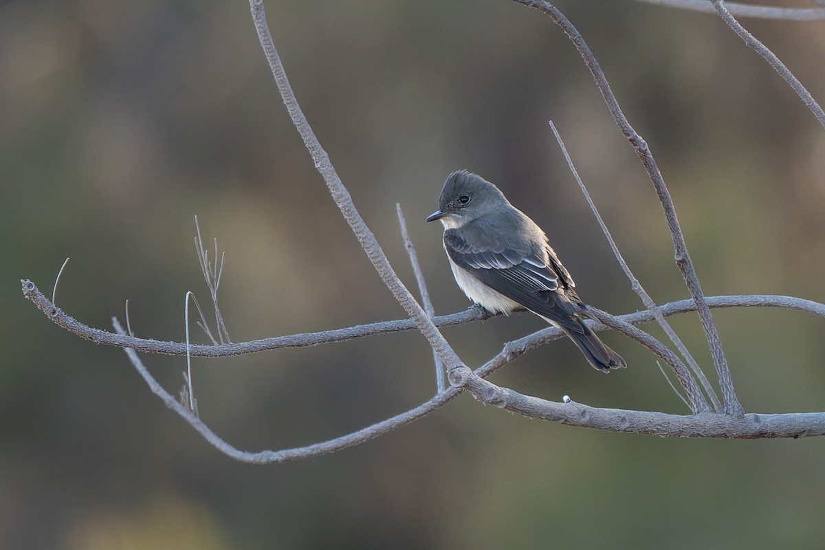 Western Wood-Pewee - ML635465417
