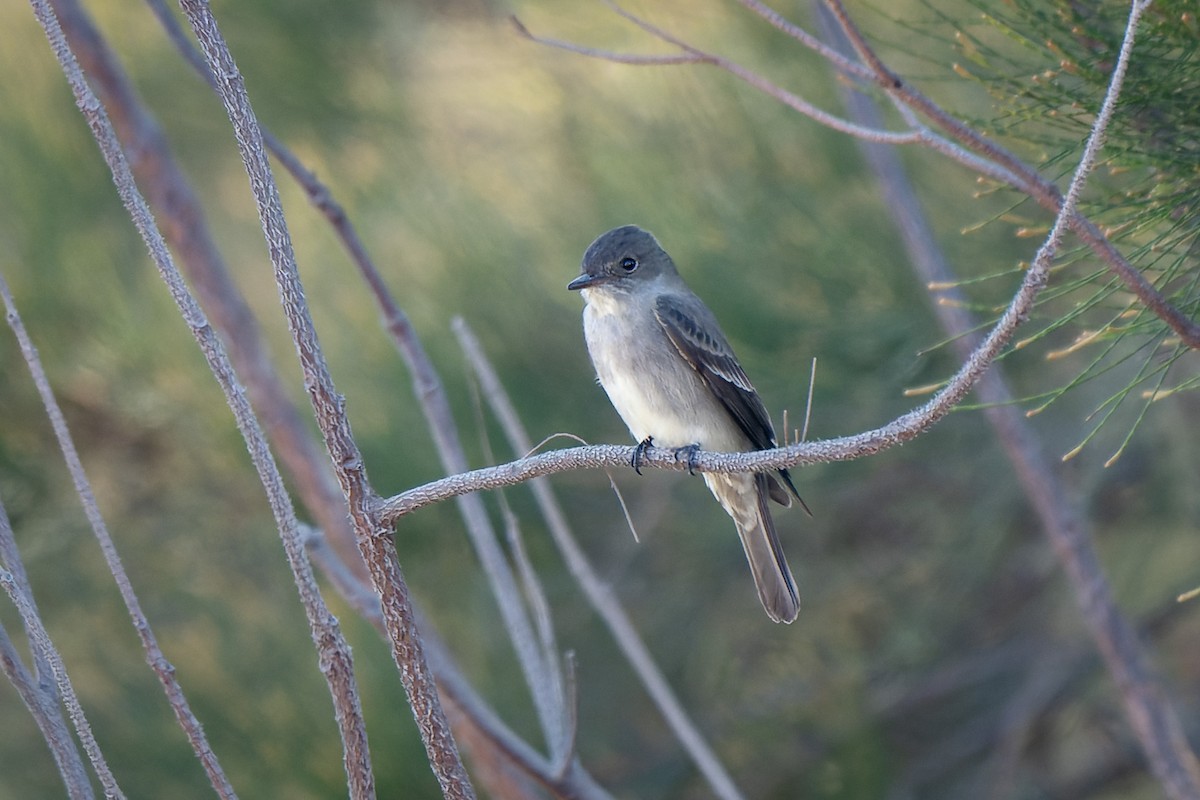 Western Wood-Pewee - ML635465418