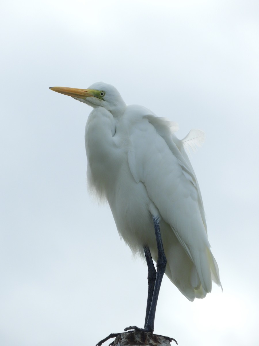 大白鷺 - ML635465427