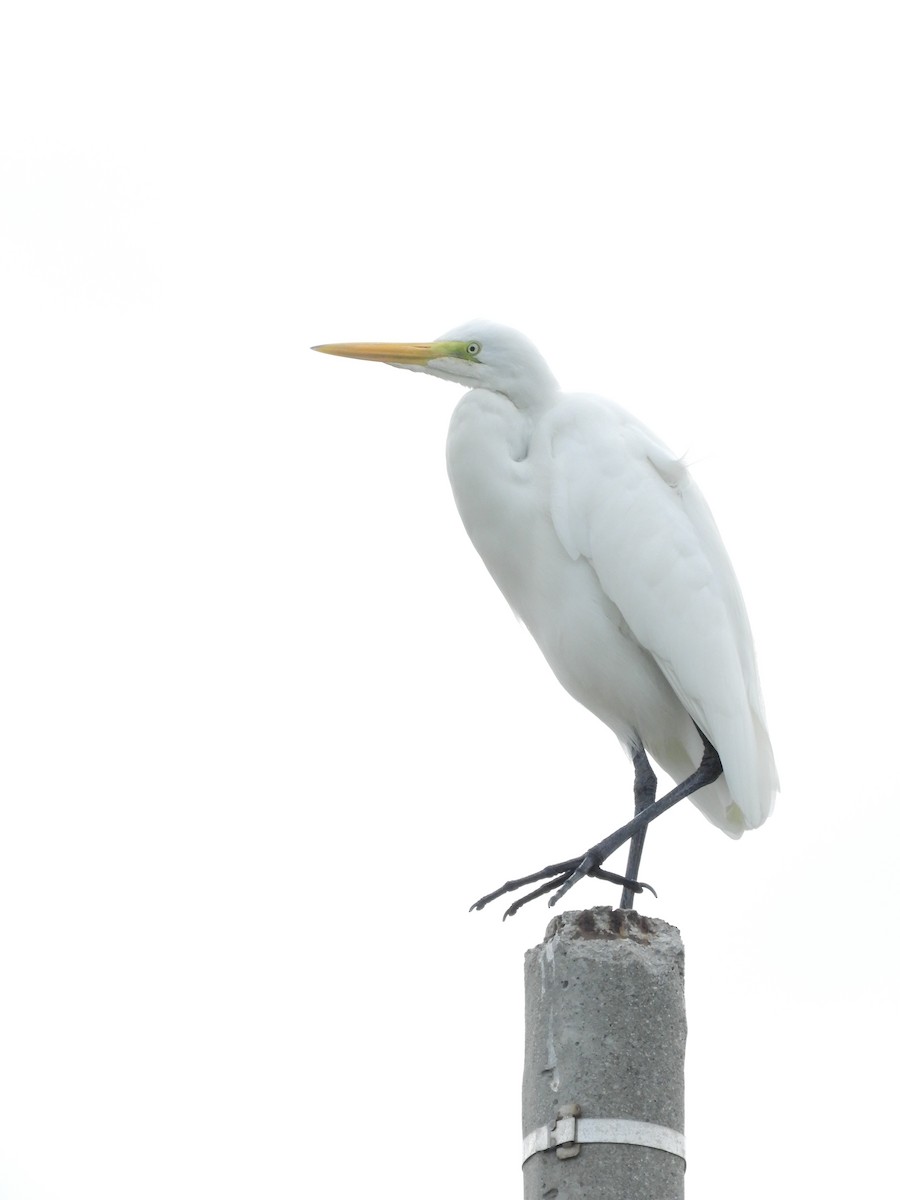 大白鷺 - ML635465446