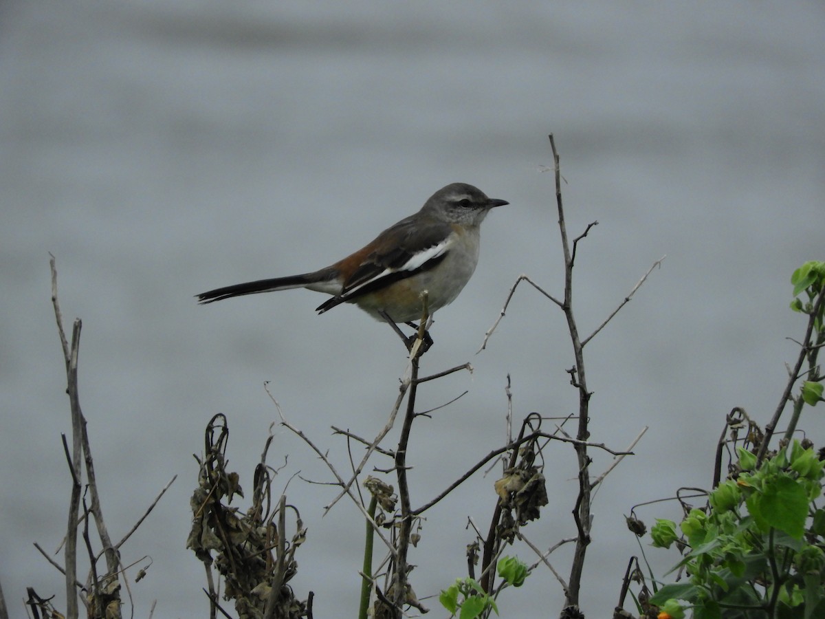 White-banded Mockingbird - ML635465475