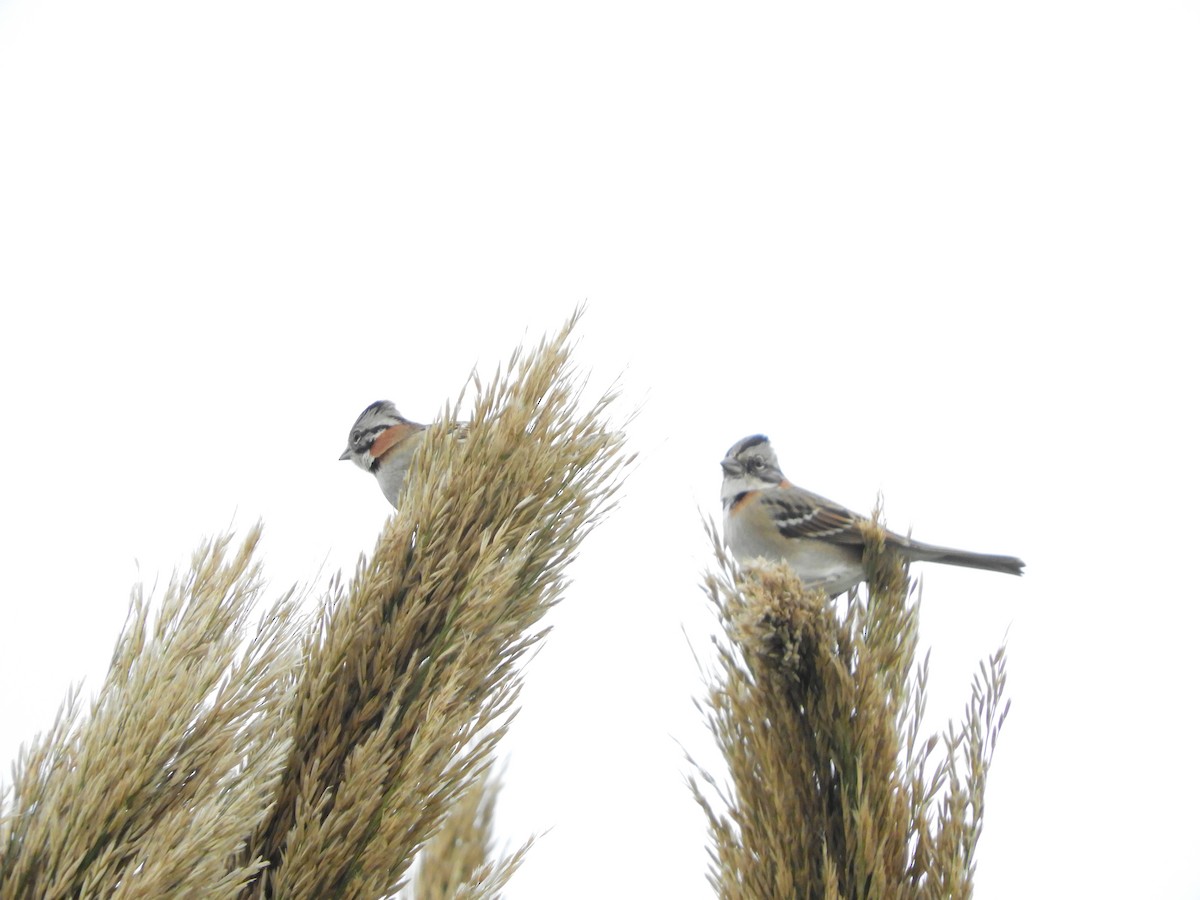 Rufous-collared Sparrow - ML635465515