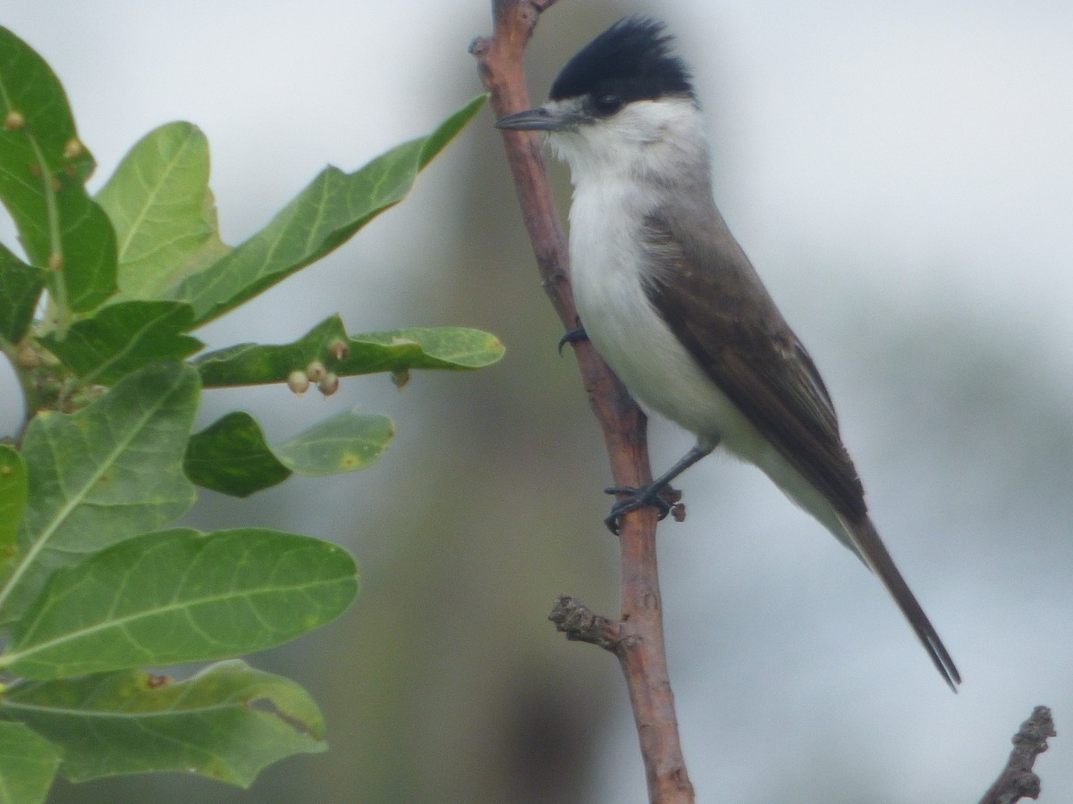 White-naped Xenopsaris - ML635465549