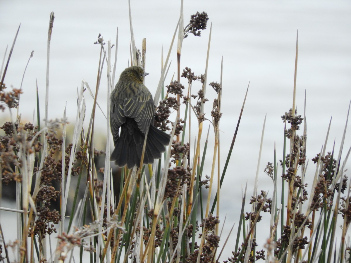 Yellow-winged Blackbird - ML635465577