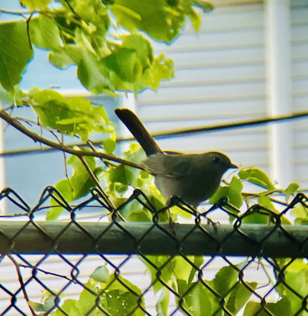 Gray Catbird - ML635465579