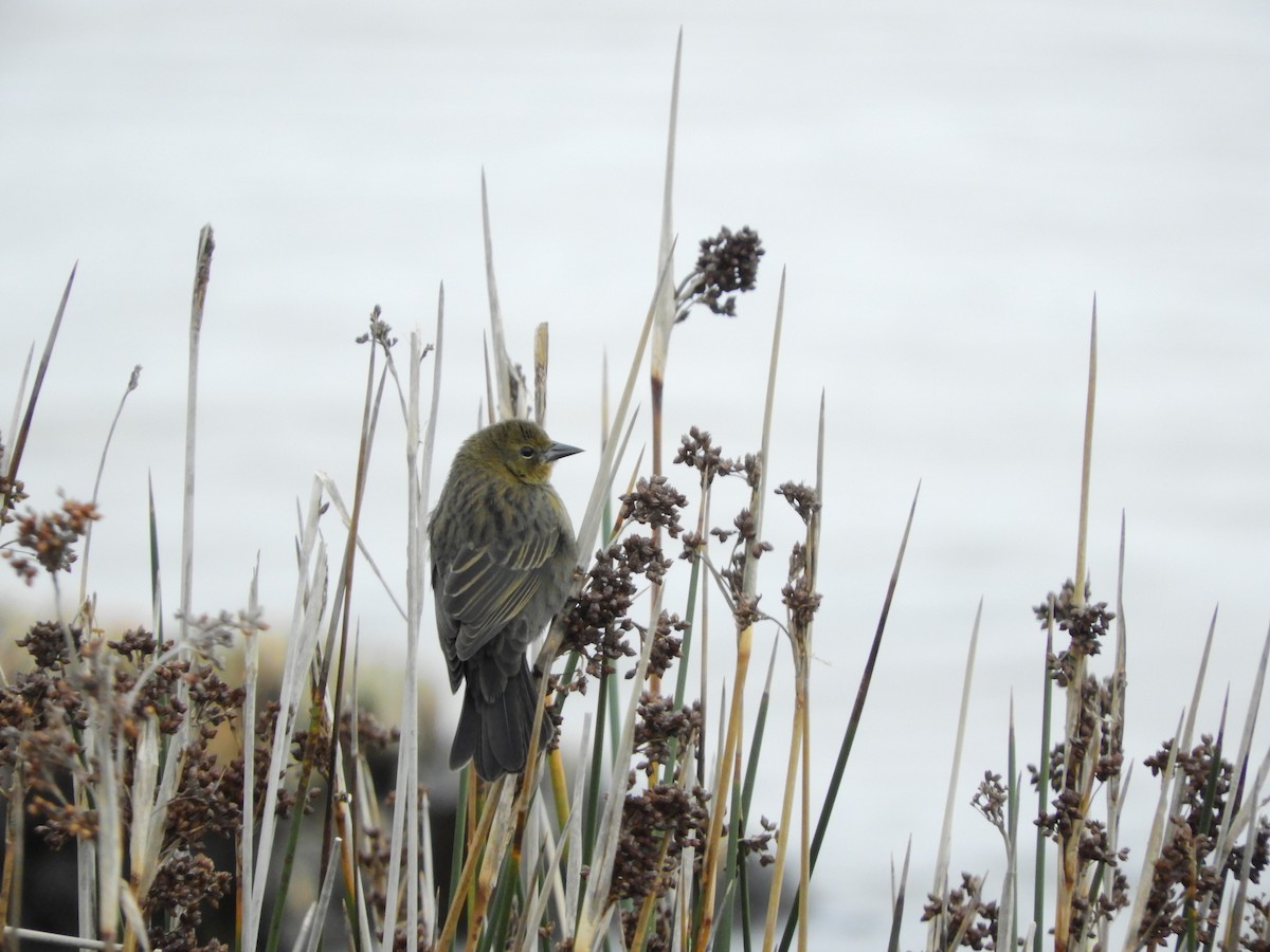 Yellow-winged Blackbird - ML635465601