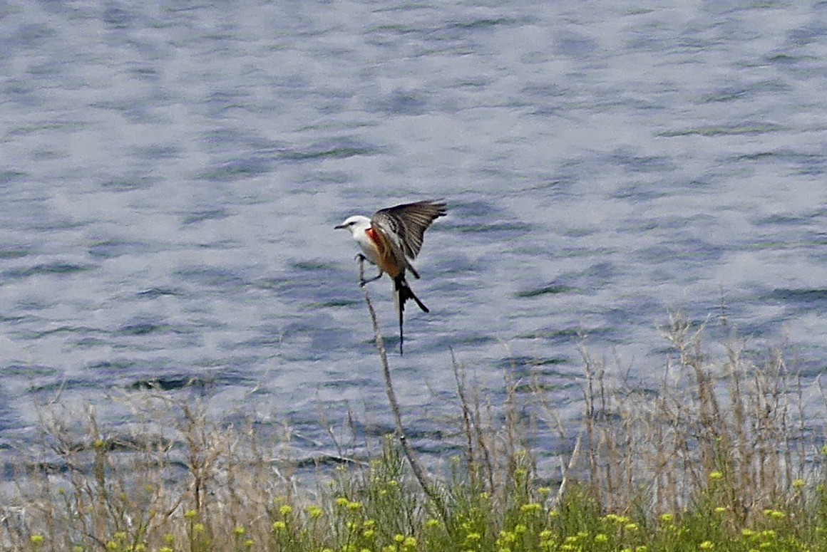 Scissor-tailed Flycatcher - ML635465672