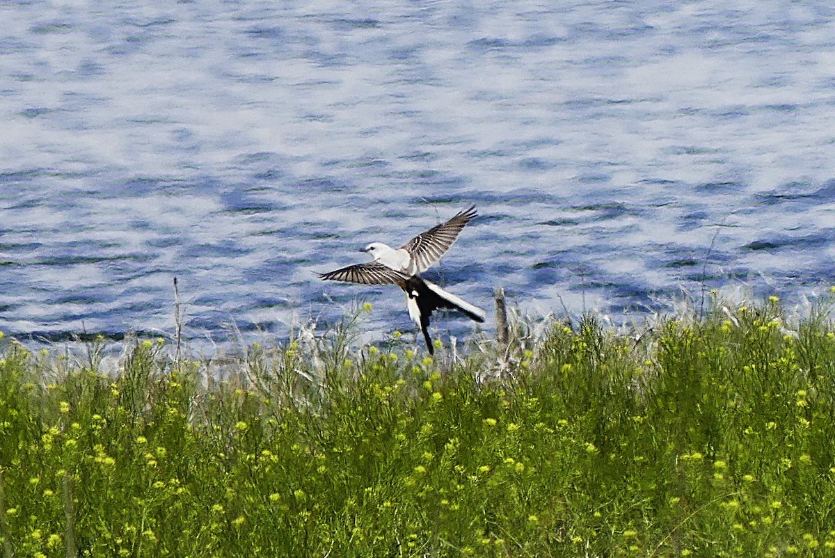 Scissor-tailed Flycatcher - ML635465673