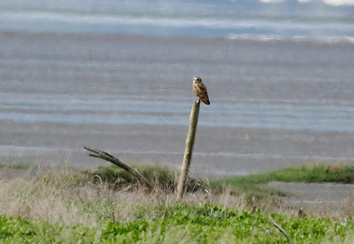 Short-eared Owl - ML635465706