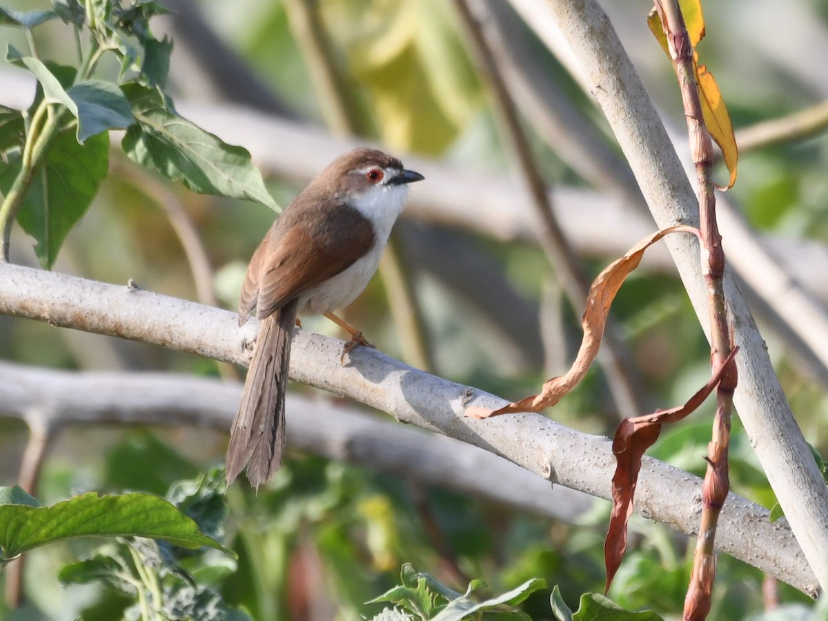 Yellow-eyed Babbler - ML635465713