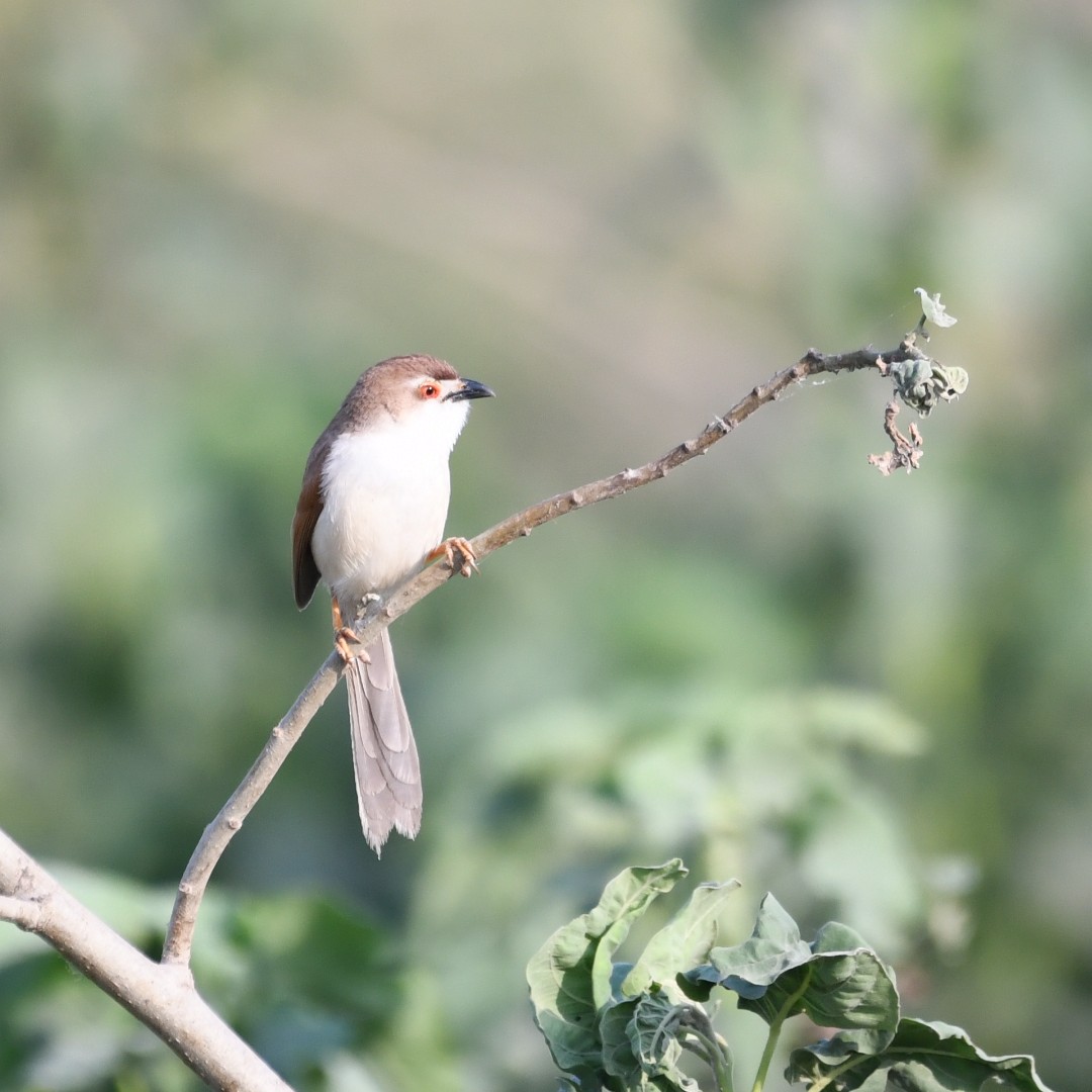 Yellow-eyed Babbler - ML635465714
