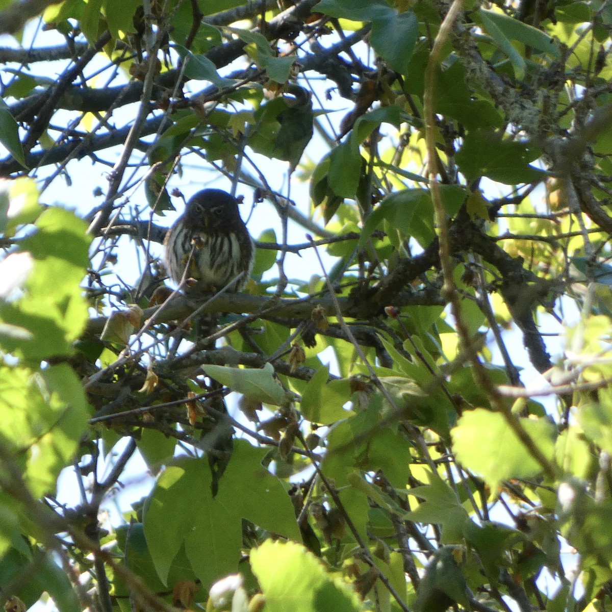 Northern Pygmy-Owl - ML635465748
