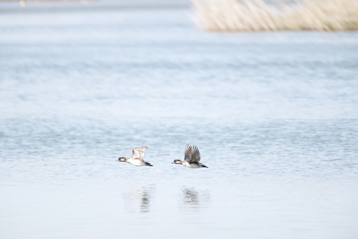 ヒメハジロ - ML635465773