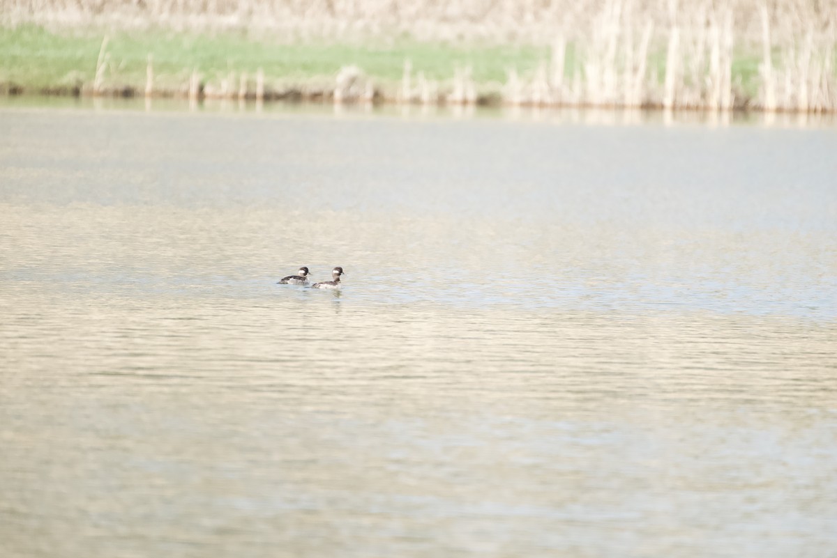 ヒメハジロ - ML635465774