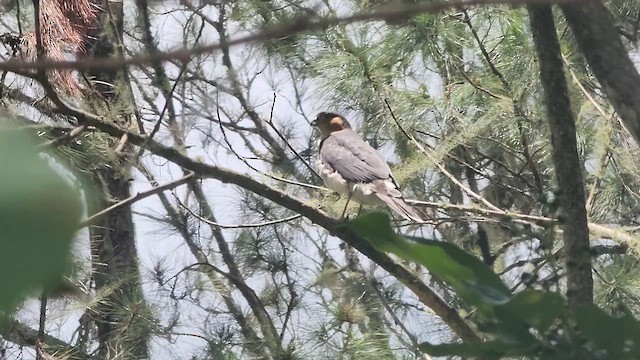 Sharp-shinned Hawk - ML635465874