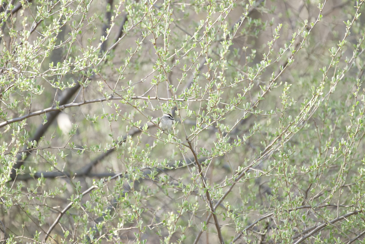 アメリカキクイタダキ - ML635465888