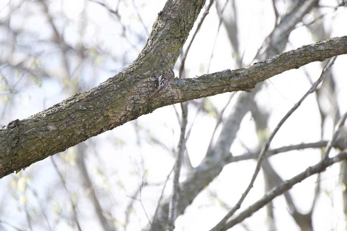 アメリカキバシリ - ML635465936