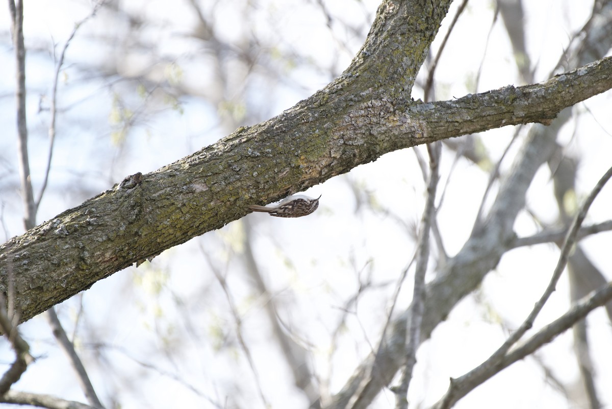 アメリカキバシリ - ML635465937