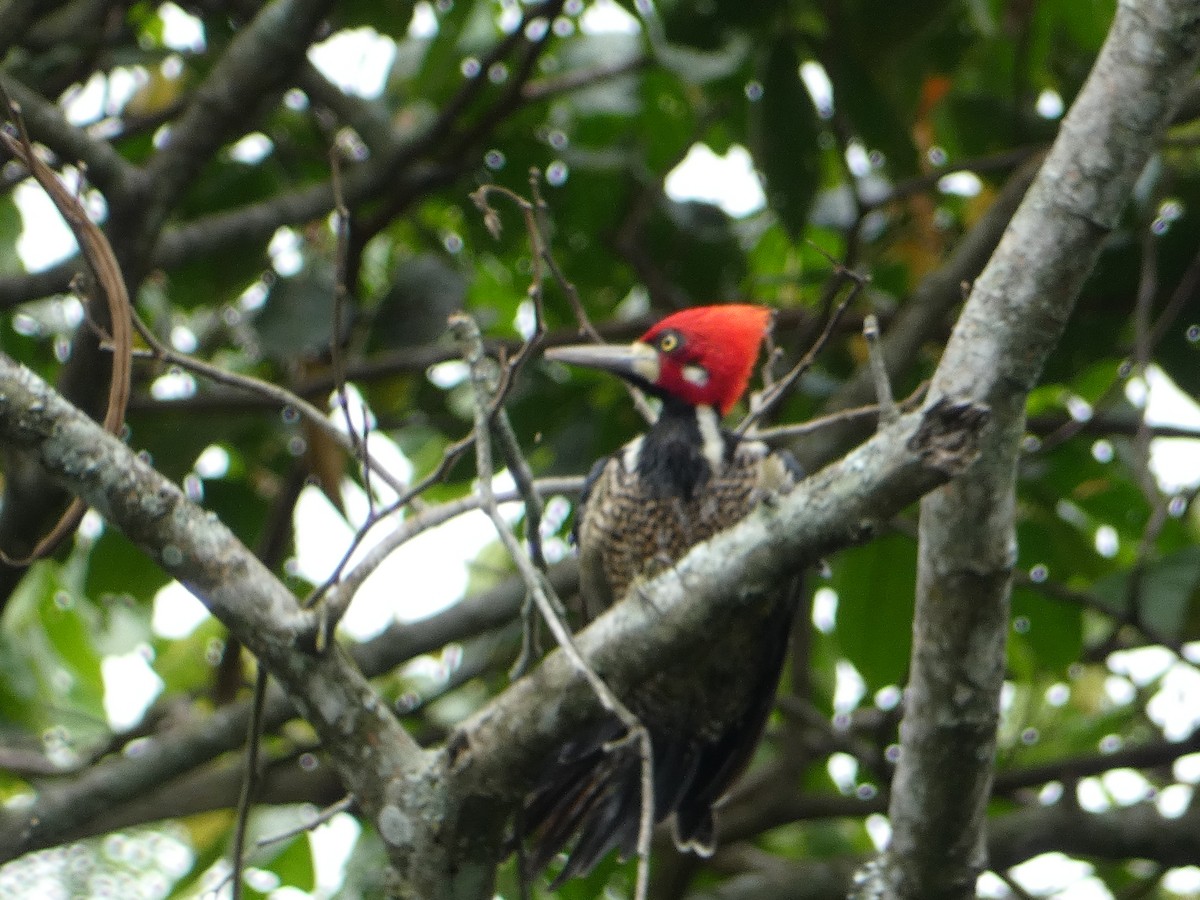 Crimson-crested Woodpecker - ML635466033