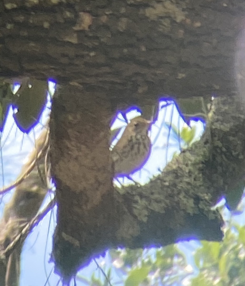Ovenbird - ML635466068