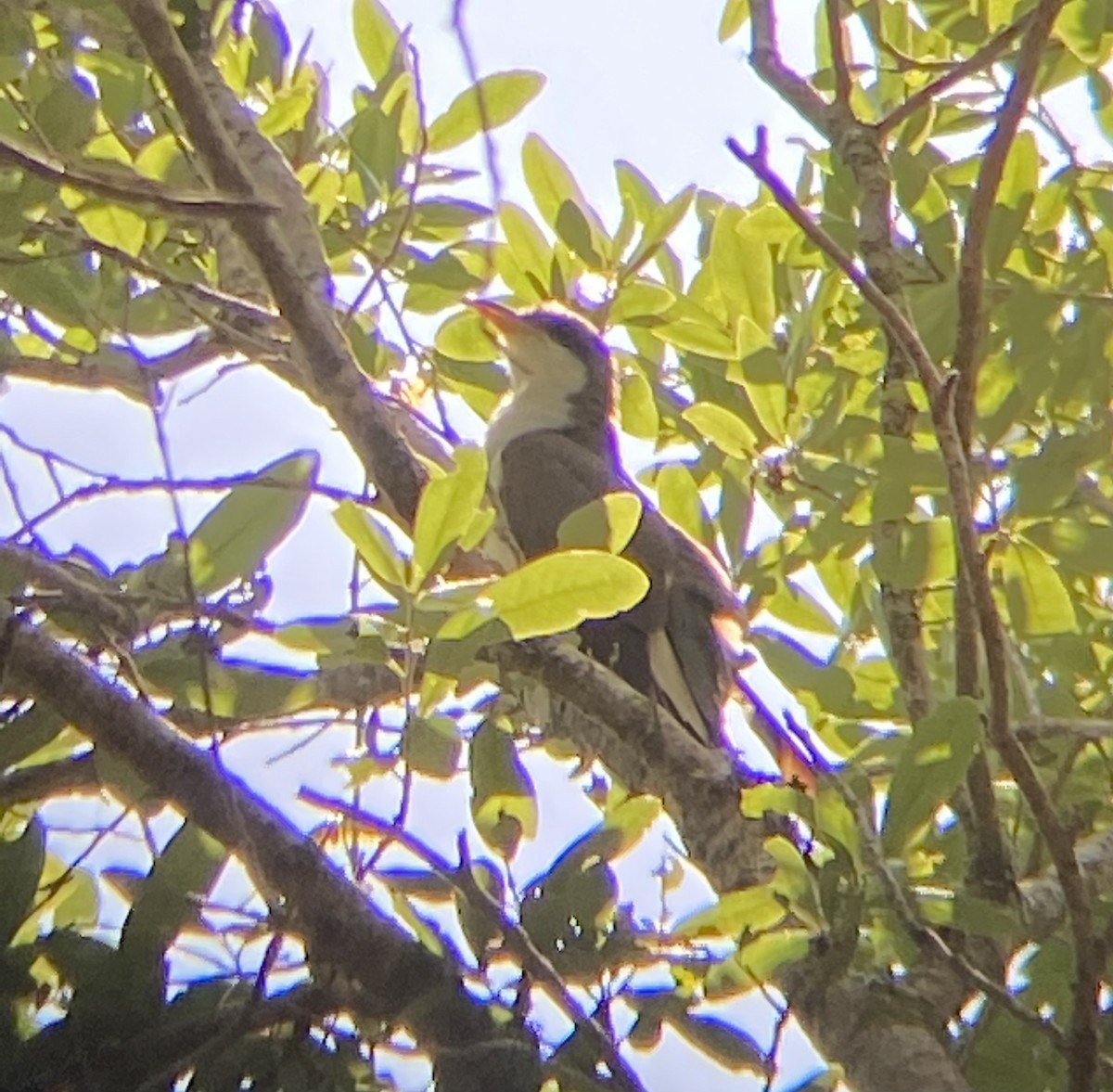Yellow-billed Cuckoo - ML635466123