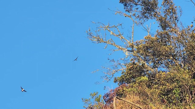 Golden Swallow - ML635466137