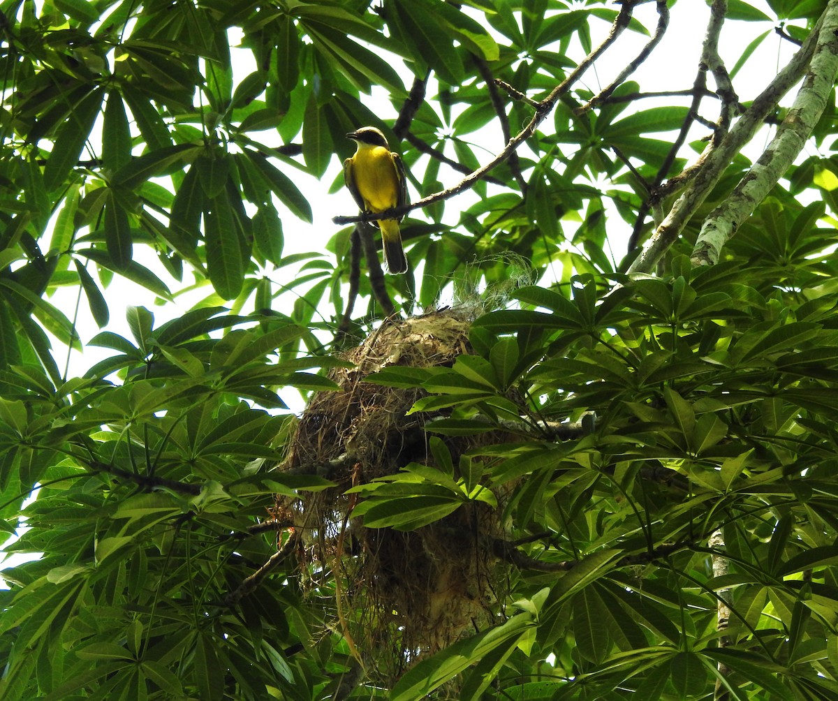 Rusty-margined Flycatcher - ML635466168