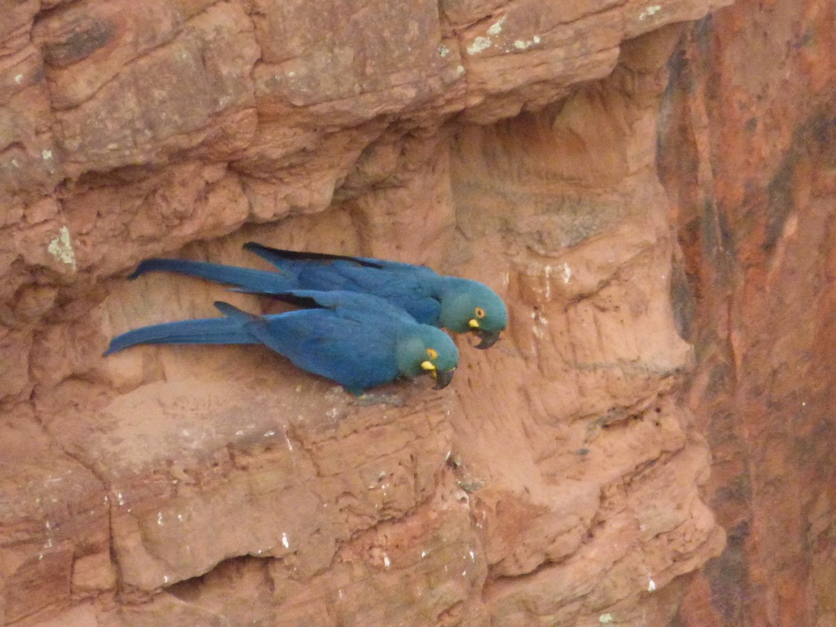 Indigo Macaw - ML635466245