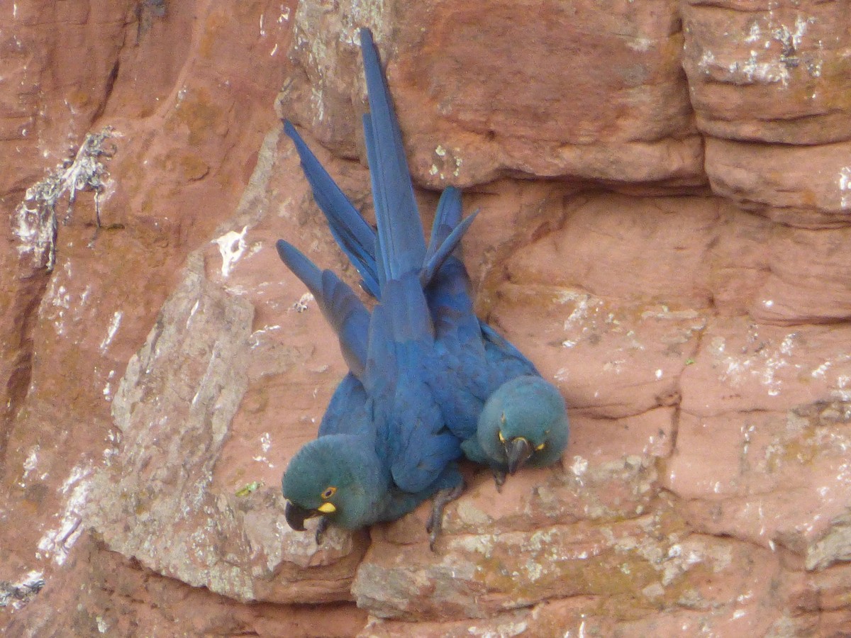 Indigo Macaw - ML635466246