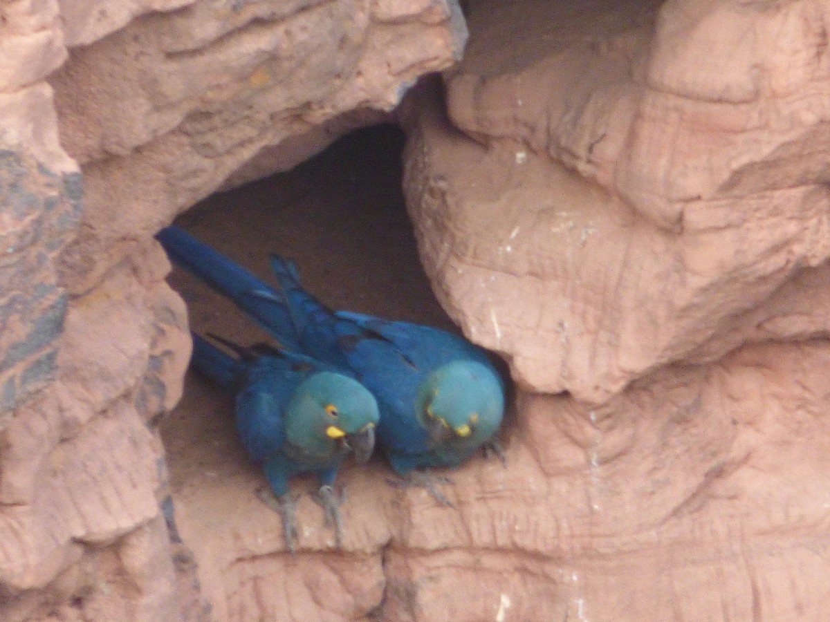 Indigo Macaw - ML635466247