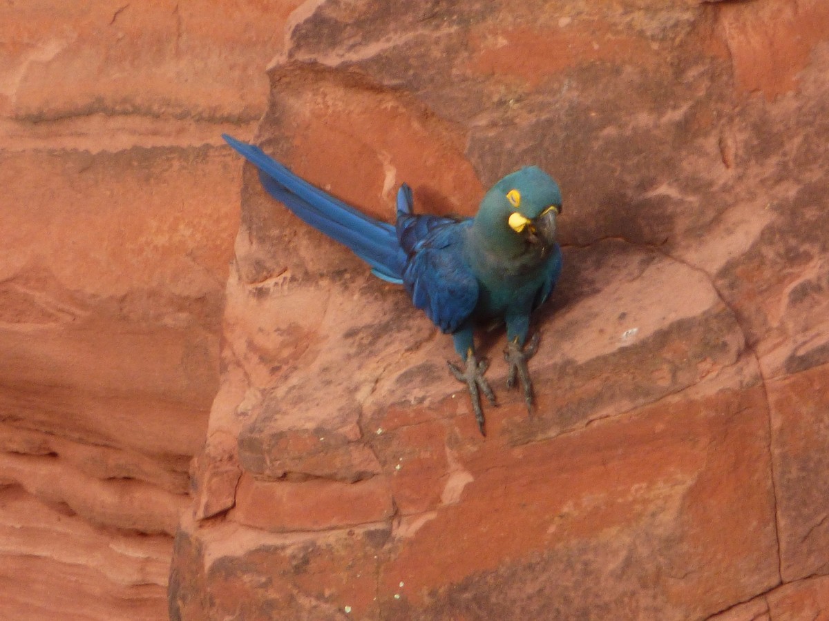 Indigo Macaw - ML635466249