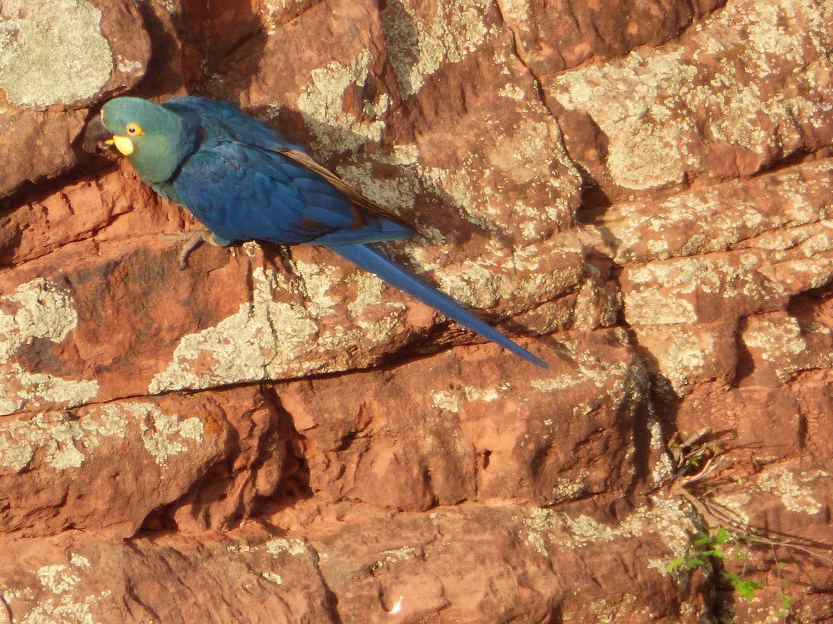 Indigo Macaw - ML635466250