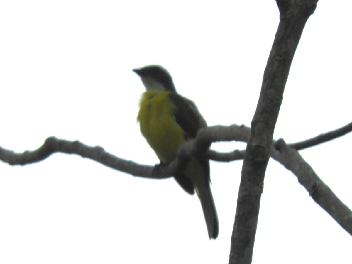 Social Flycatcher - ML635466286