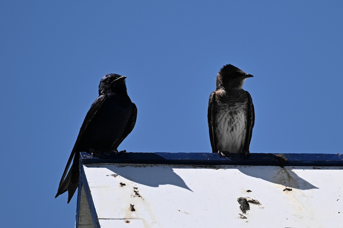 Elai purpura - ML635466326