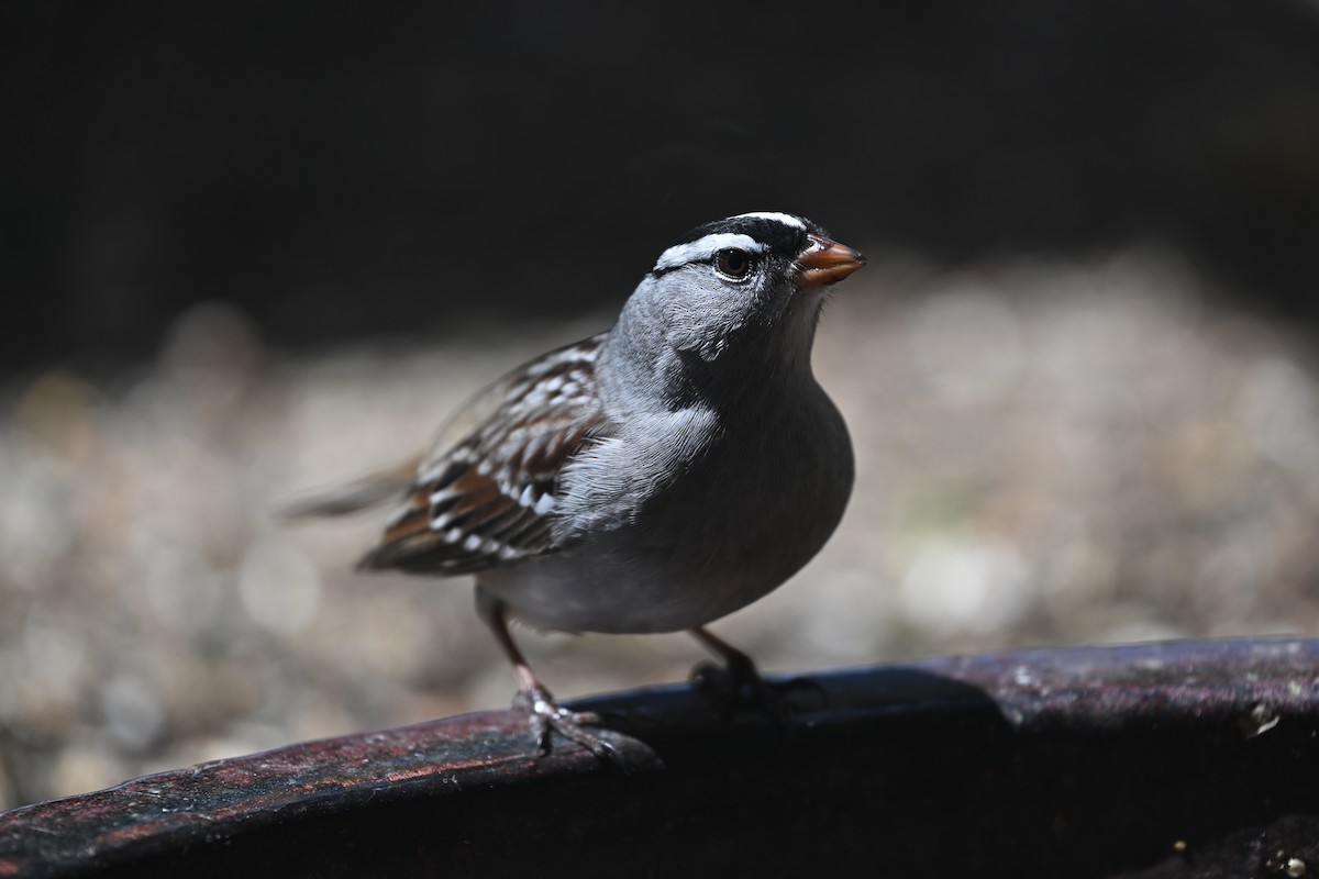 White-crowned Sparrow - ML635466348