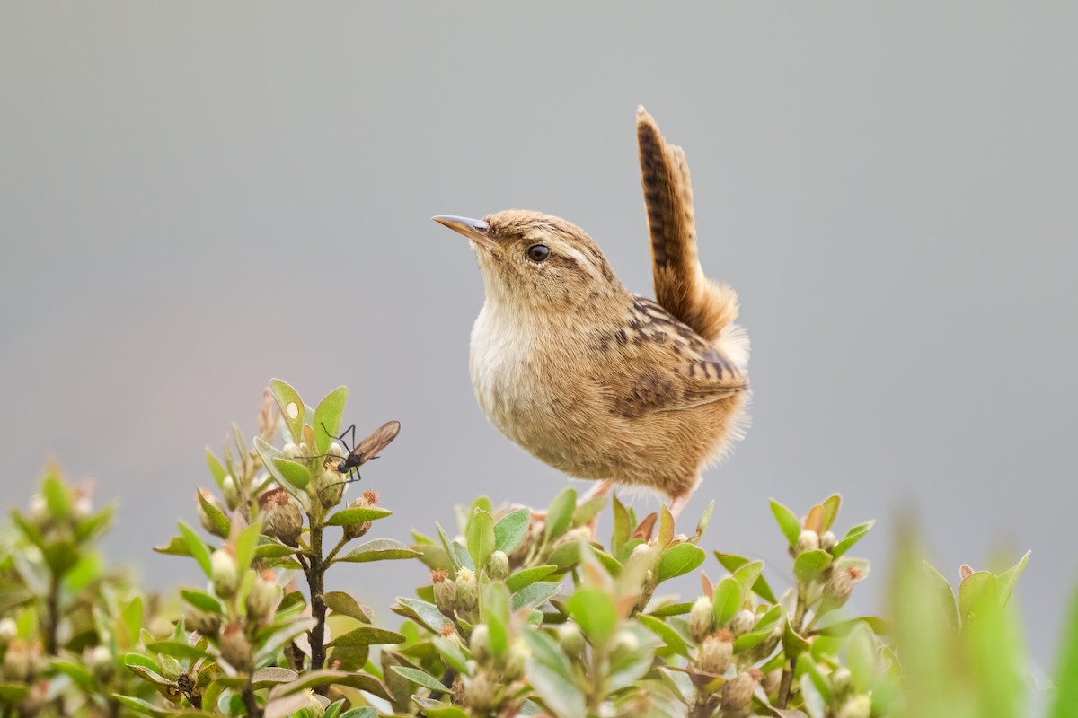 Grass Wren (Puna) - ML635466374