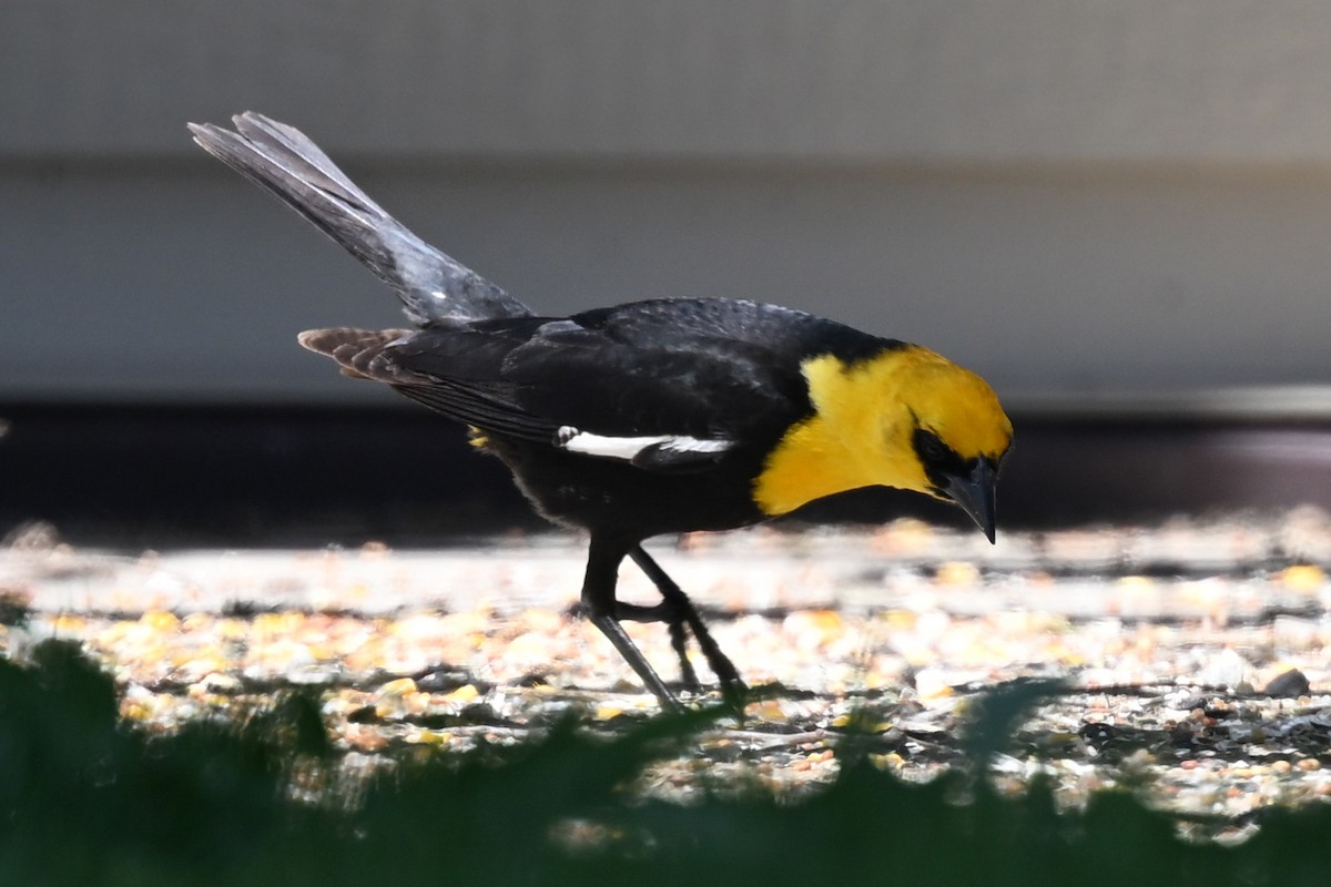 Yellow-headed Blackbird - ML635466384