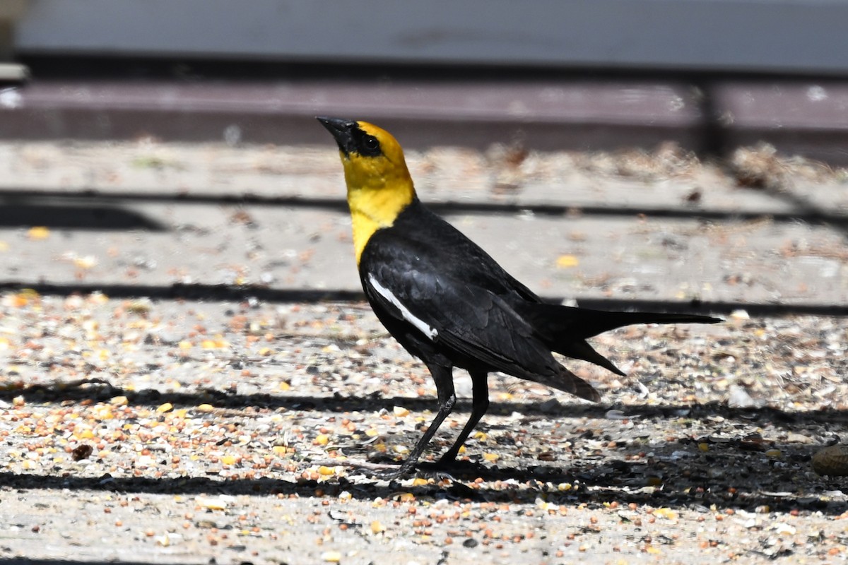 Yellow-headed Blackbird - ML635466385
