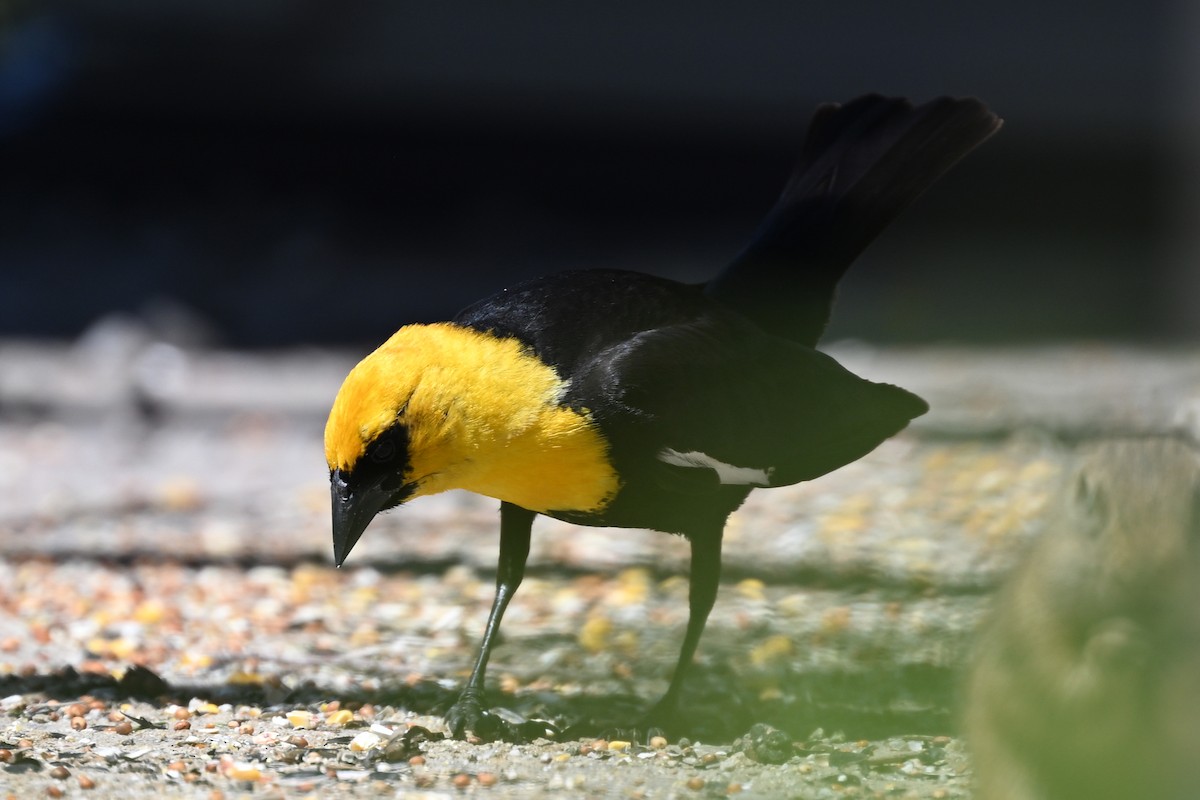 Yellow-headed Blackbird - ML635466386