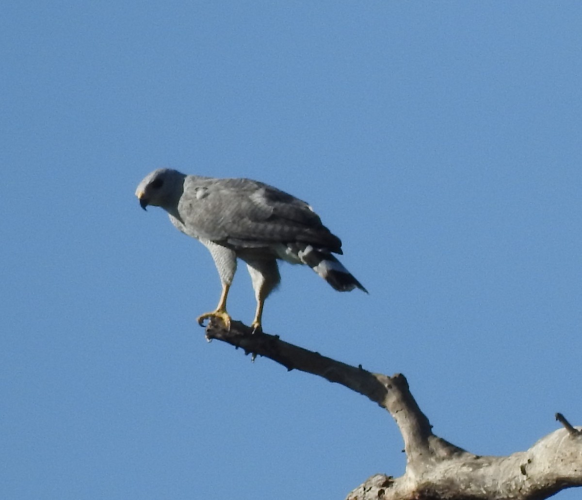 Gray-lined Hawk - ML635466465