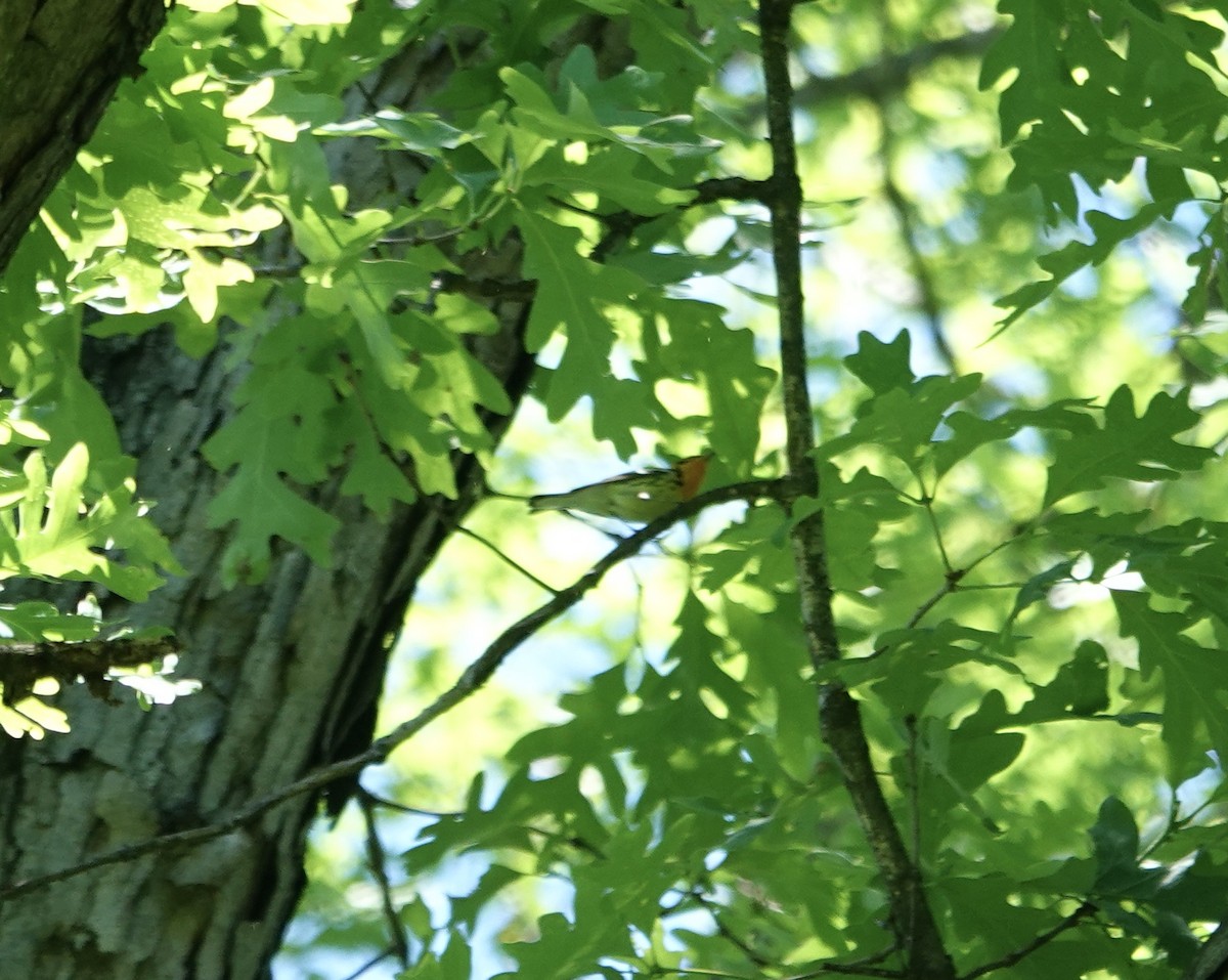 Blackburnian Warbler - ML635466509