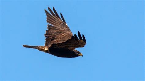 Swainson's Hawk - ML635466533