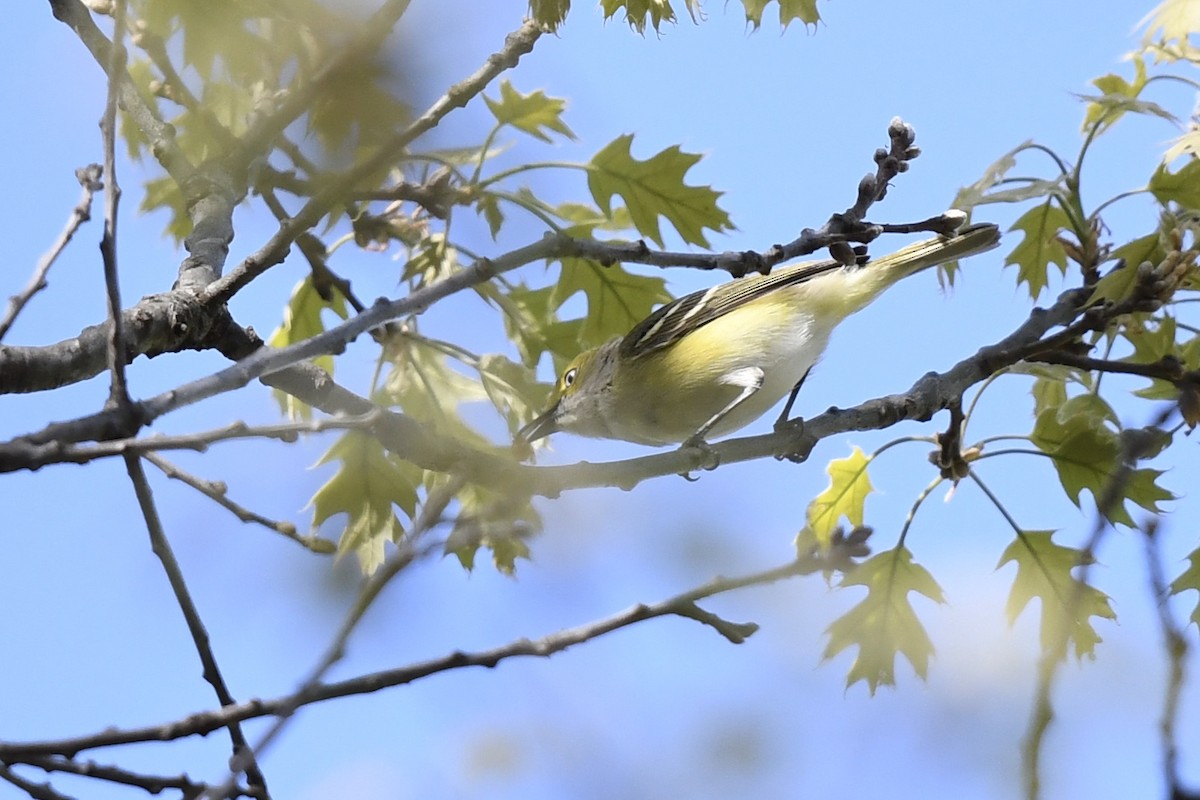 White-eyed Vireo - ML635466570