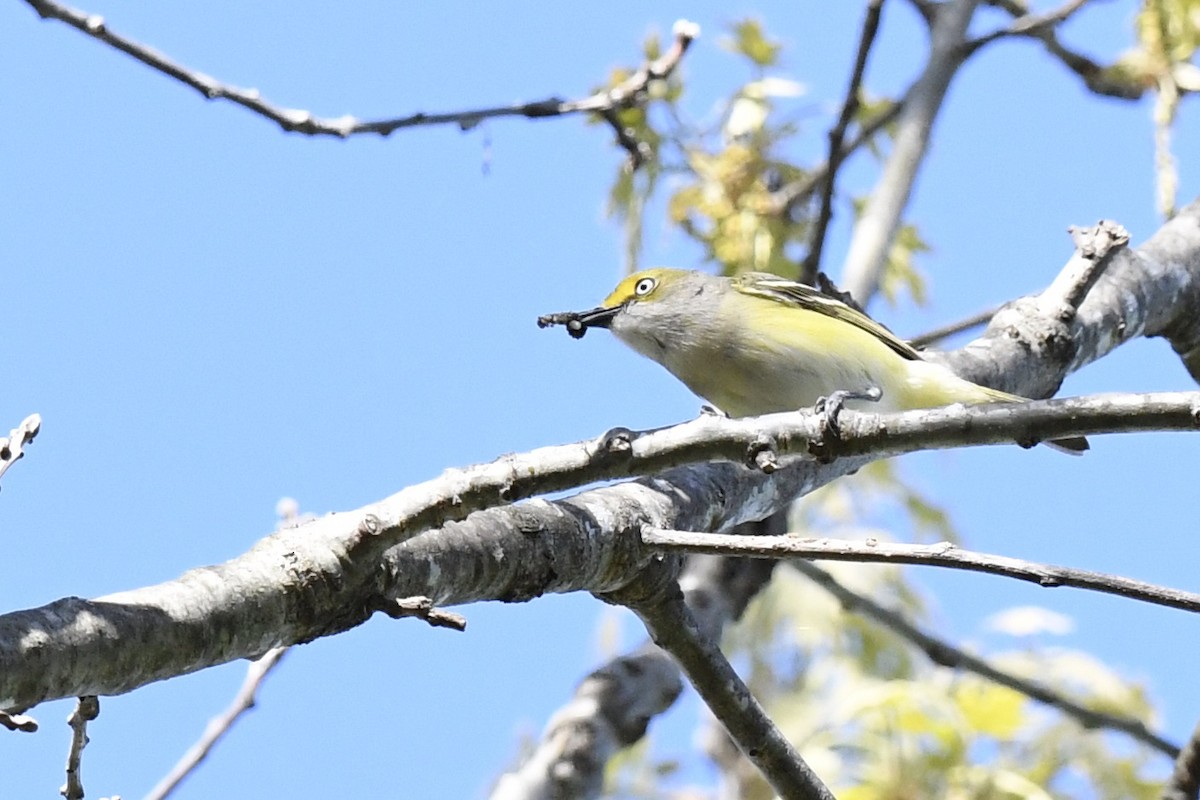 White-eyed Vireo - ML635466571