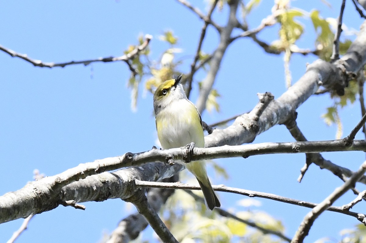 White-eyed Vireo - ML635466572
