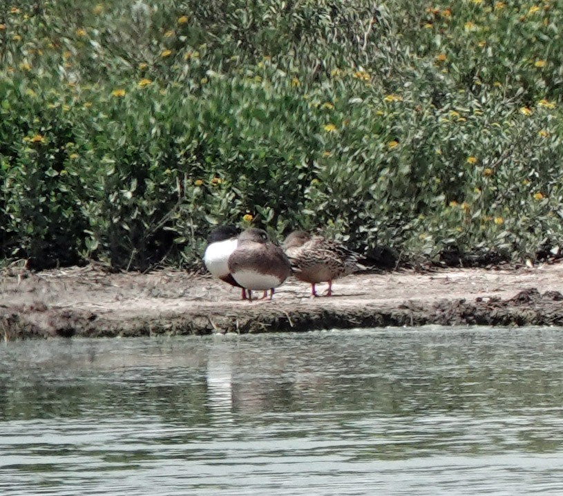 American Wigeon - ML635466643