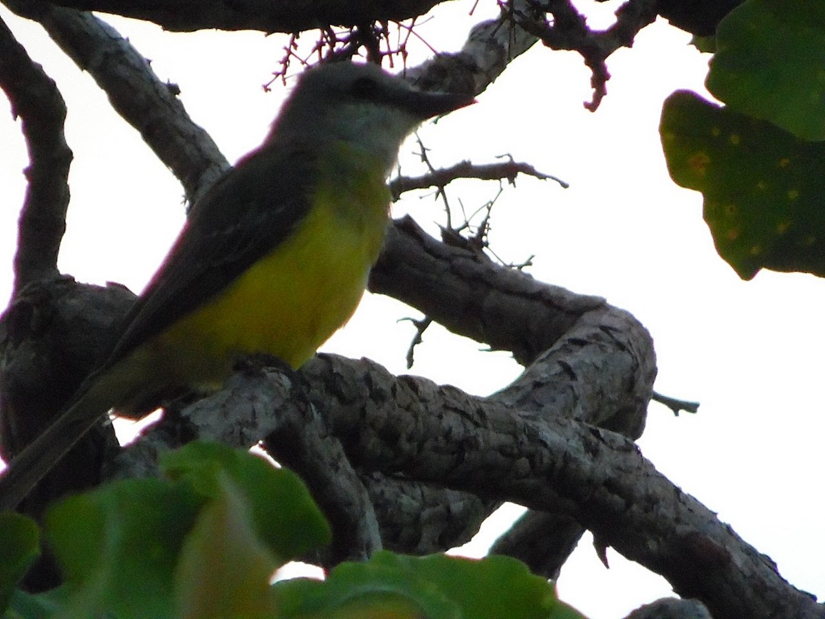 Social Flycatcher - ML635466695
