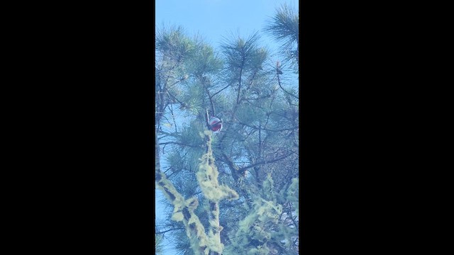 Hispaniolan Trogon - ML635466735