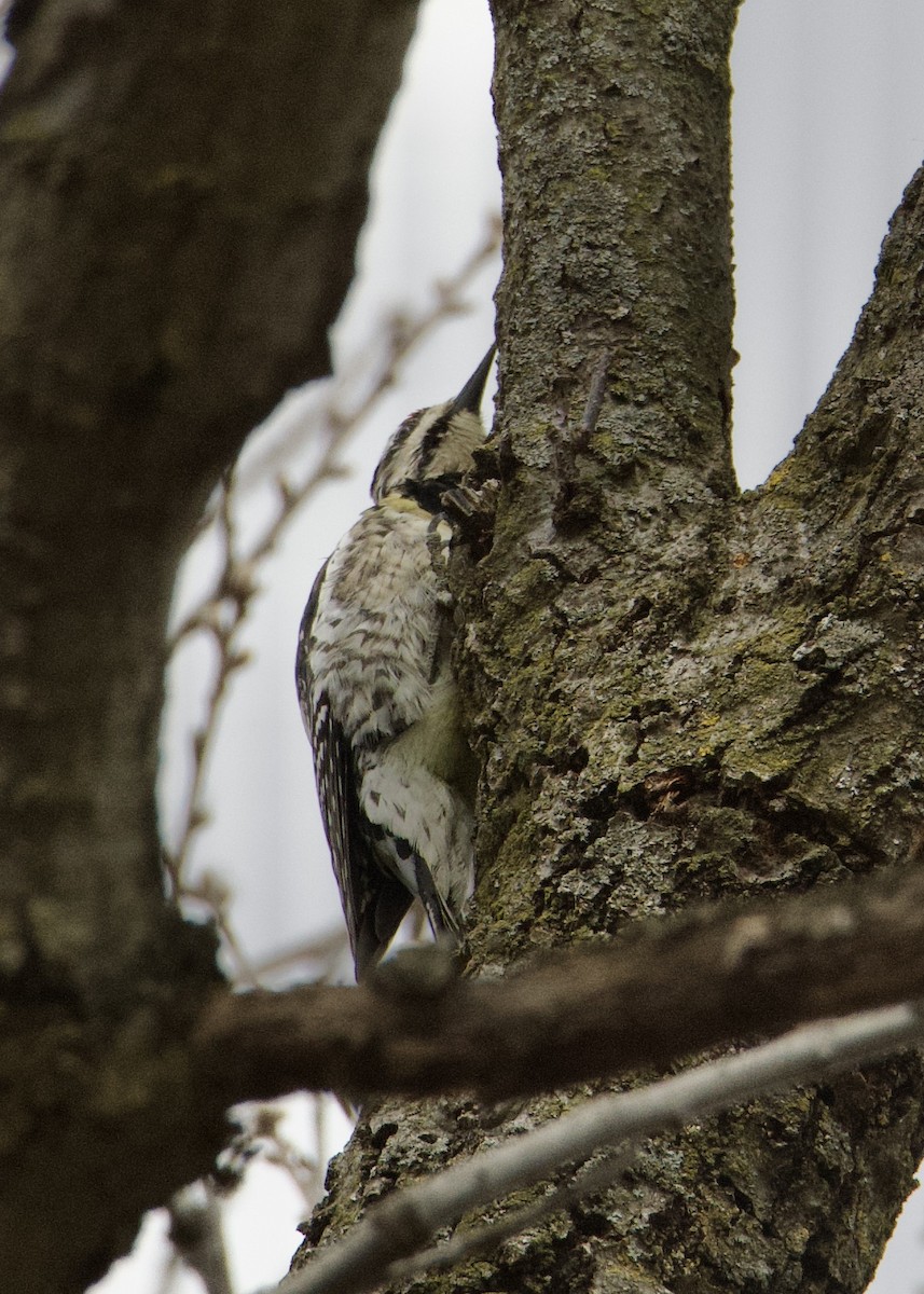 Yellow-bellied Sapsucker - ML635466803