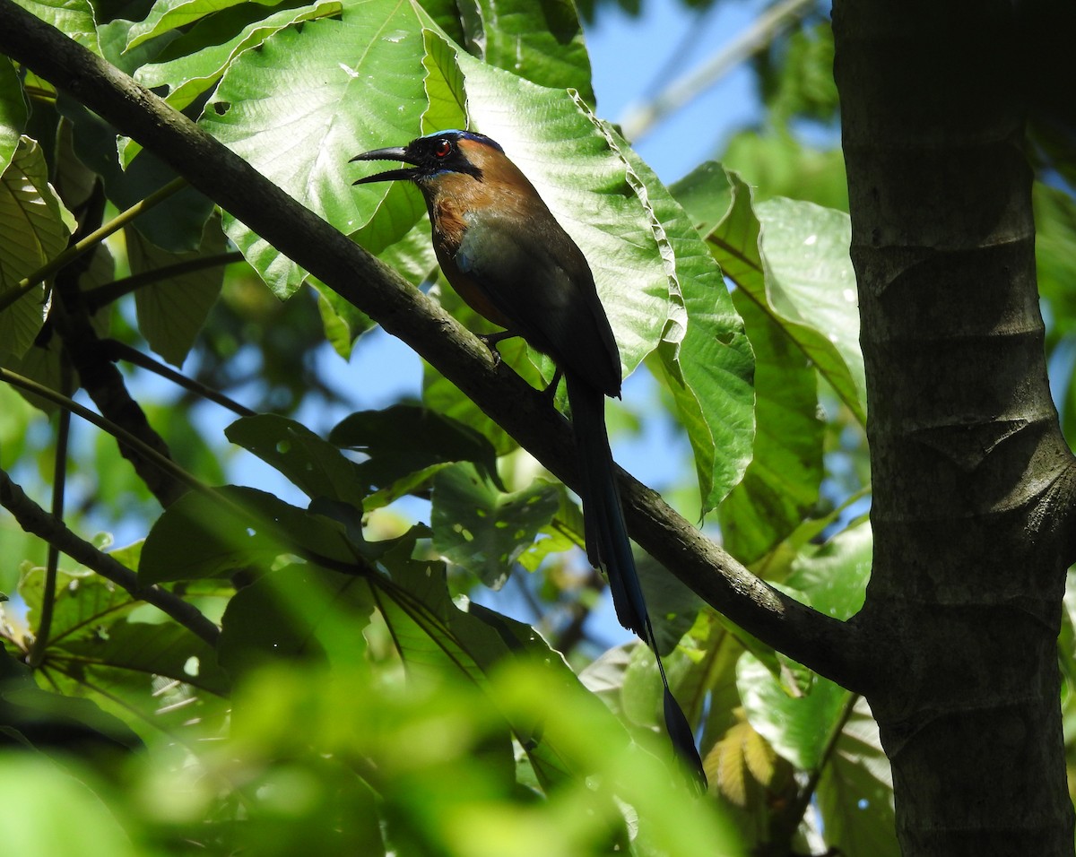 Whooping Motmot - ML635466827